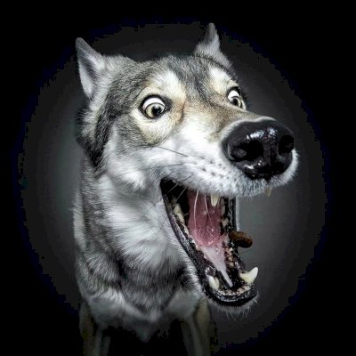 CONTA DE FARMING SIMULATOR 22