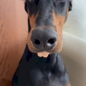 Dan