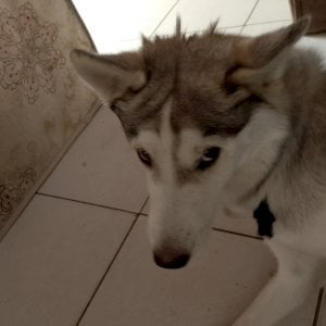 Jonas