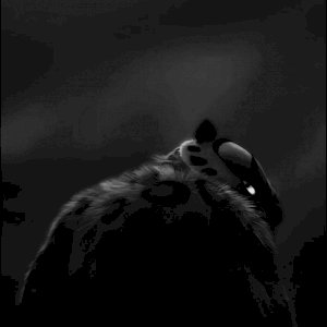 Jjdopapaipapai@gmail.com